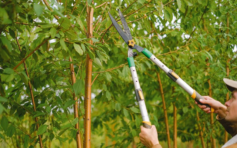 Tree trimming in Colton, OR